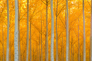 Image showing Autumn Stand of Trees Blazing Yellow Autumn Fall Color