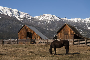 Image showing Livestock Horse Grazing Natural Wood Barn Mountain Ranch Winter