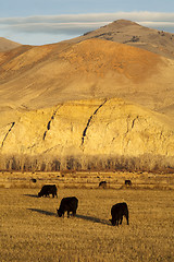 Image showing Cattle Grazing Ranch Livestock Farm Animals Western Mountain Lan