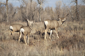 Image showing Mule Deer Buck Leading His Female Family Winter Grassland Wildli