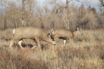 Image showing Mule Deer Buck Leading His Female Family Winter Grassland Wildli