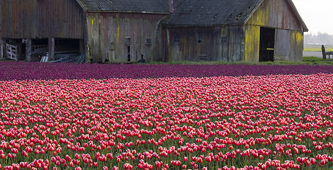 Image showing TULIPS AND BARN