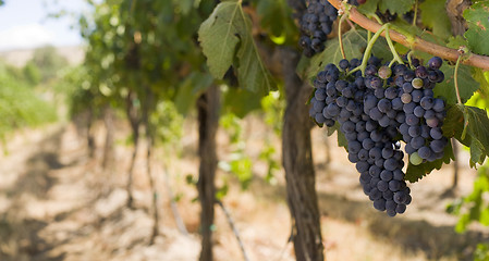 Image showing Grapes on the Vine Long Horizontal Row of Sweet Ripe Fruit