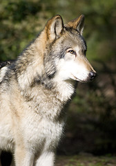 Image showing Standing Timberwolf Wolf