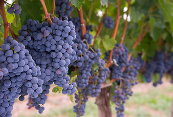 Image showing Row of Grapes Lush Juicy Ripe and Ready to Harvest