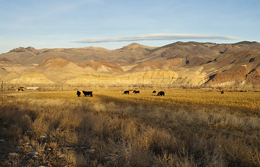 Image showing Cattle Grazing Ranch Livestock Farm Animals Western Mountain Lan