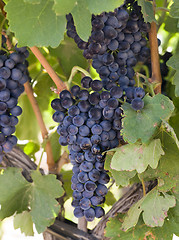 Image showing Grapes Clustered Together on Vintners Vine Farm Field