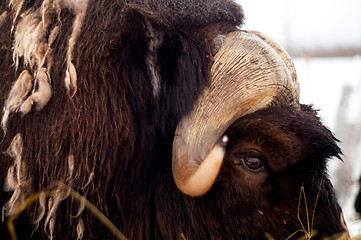 Image showing Musk Ox Portrait Wildlife Close up Horns and Eye