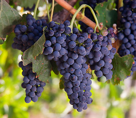 Image showing Grape Clusters Lush and Ripe Ready for Harvest in Farmers Vineya