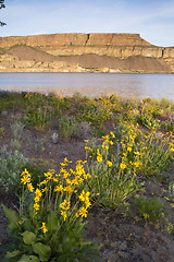 Image showing Wildflowers Around Banks Lake Steamboat Rock State Park