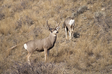 Image showing Mule Deer Buck Leading His Female Family Winter Grassland Wildli