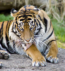 Image showing Clean Tiger