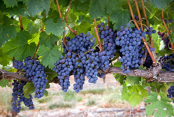 Image showing Grapes on the Vine Long Horizontal Row of Sweet Ripe Fruit