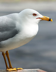 Image showing White Seagull in a Close Up Composition Showing Yellow Beak 