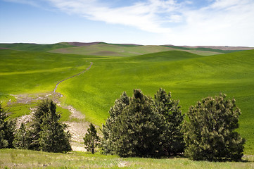 Image showing Food Growing Under Blue Sky Farm Field Palouse Country