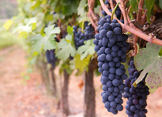 Image showing Macro on Row of Grapes Hanging on Vine in Vineyard