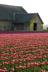 Image showing TULIP BARN