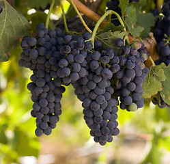 Image showing Grapes Clustered Together Still on Vine in Farmers Field