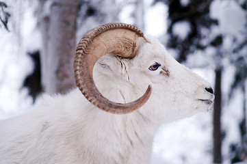 Image showing Alaska Native Animal Wildlife Dall Sheep Standing in Fresh Snow