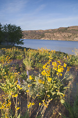 Image showing Wildflowers Around Banks Lake Steamboat Rock State Park