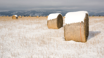 Image showing Horizontal Snow Field Round Rolled Hay Bales