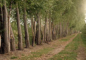 Image showing Trees Planted for Protection at the Orchard's Edge on Farm Road