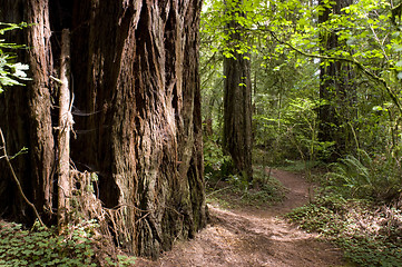 Image showing Redwood Path