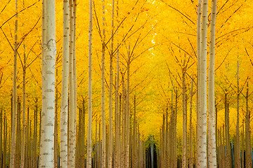 Image showing Autumn Stand of Trees Blazing Yellow Autumn Fall Color