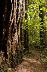 Image showing Forest Path