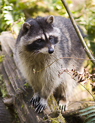 Image showing Raccoon on a Rock