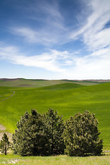 Image showing Food Growing Under Blue Sky Farm Field Palouse Country