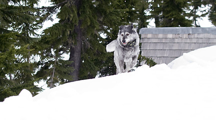 Image showing Wolfhound Runs