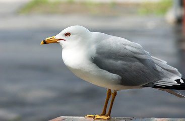 Image showing Lone Seagull Close Up on Park Picnic Table