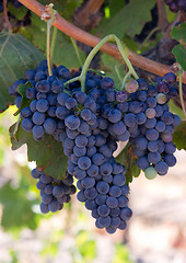 Image showing Grape Clusters Vertical Composition Still on Vine Country Vineya