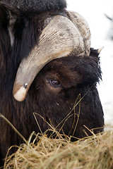 Image showing Alaska Animal Musk OX feeds on hay straw vertical composition