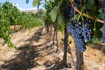 Image showing Row of Grapes Producing Vineyard Lush Row Ready to Harvest