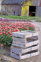 Image showing Vertical Composition Multiple Colors Tulip Bulb Farm Flowers Bar