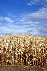 Image showing Corn Row Blue Sky Farmer's Field Past Harvest Time