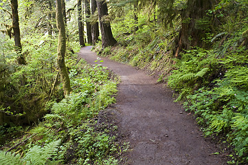 Image showing Trail to Punch Bowl Falls Oregon Forest Northwest