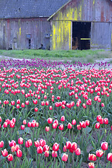 Image showing Tulip Farm Barn Scene Flower Field Skagit Valley Washington