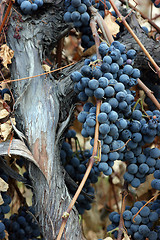 Image showing Grapewood Grapes left out too Long After Freeze Brown Leaves