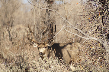 Image showing Mule Deer Buck Looks Protecting Family Winter Grassland Wildlife