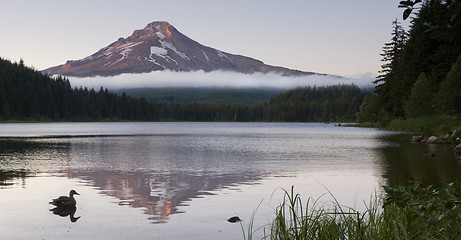 Image showing Duck on Trillium Lake in Oregon State With Mt. Hood Mountain