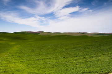 Image showing Food Growing Under Blue Sky Farm Field Palouse Country  