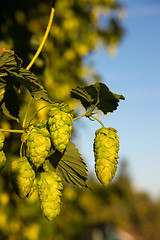 Image showing Green Hops Growing on the Vine Farmers Agriculture Field
