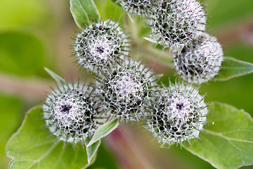 Image showing green thistle after flowering