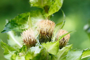 Image showing green thistle after flowering