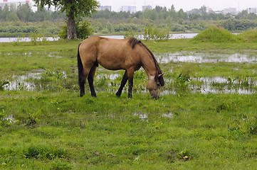 Image showing The bay horse is grazed on a meadow.