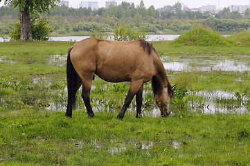 Image showing The bay horse is grazed on a meadow.