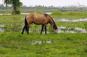 Image showing The bay horse is grazed on a meadow.